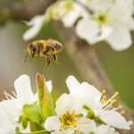 Les meilleures plantes mellifères par saison