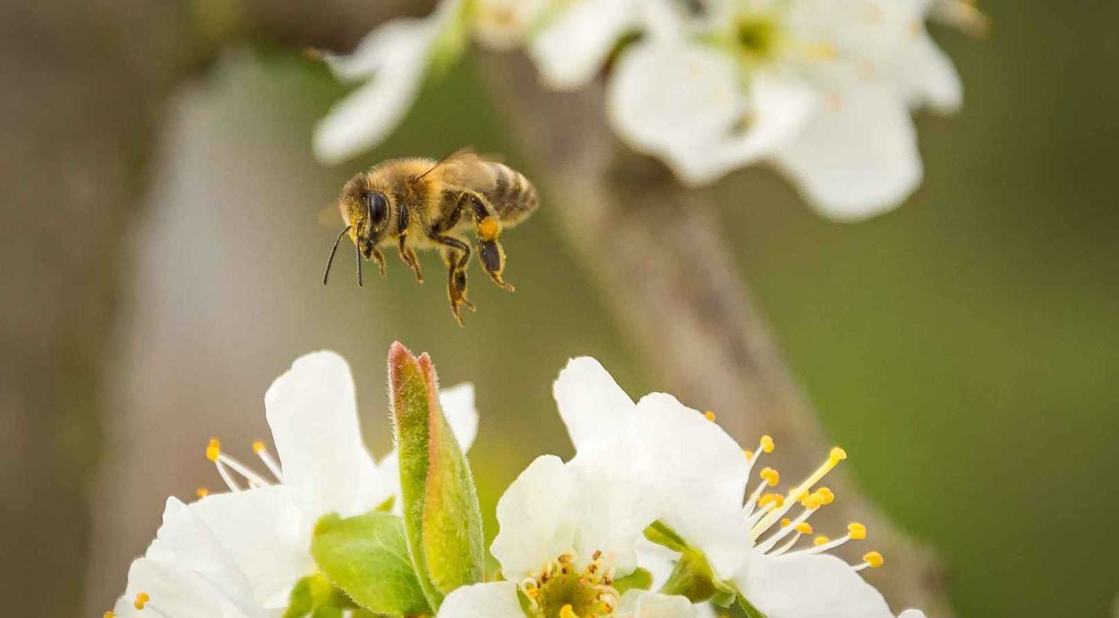 Les meilleures plantes mellifères par saison