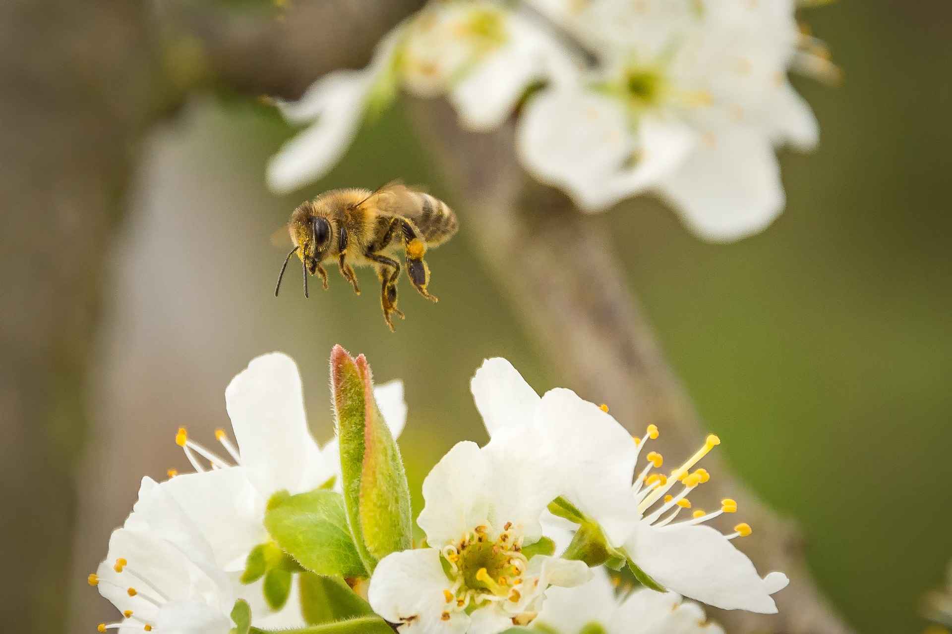 Les meilleures plantes mellifères par saison