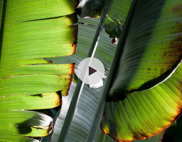 Hiverner les bananiers - Vidéo pas à pas pour hiver vos bananiers