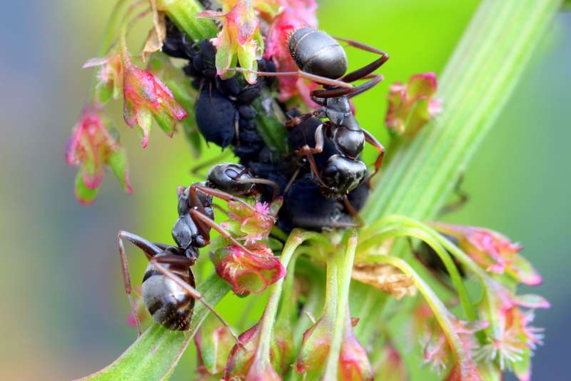 How To Identify Aphids And Treat Them