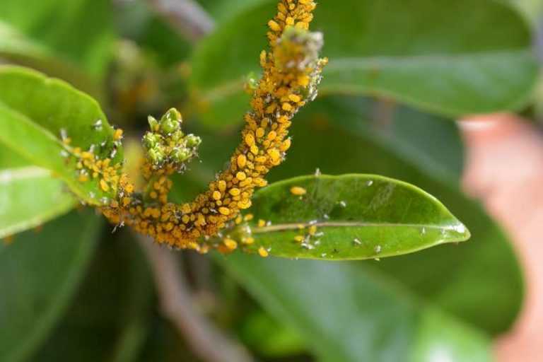 Puceron lutte, traitement et prévention Conseil jardinage