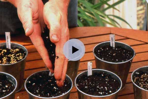 Semer des graines de plantes condimentaires