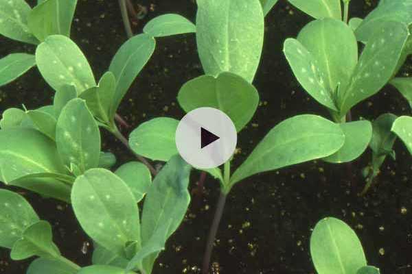 Semer des graines de plantes annuelles