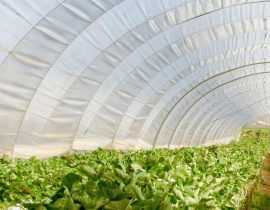Une serre au potager, pour quoi faire ?