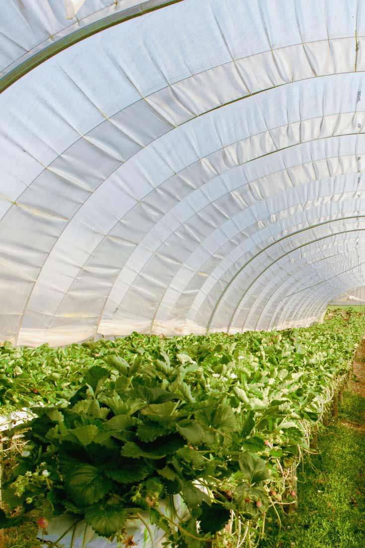 Serre de jardin polycarbonate : pour un potager précoce et durable