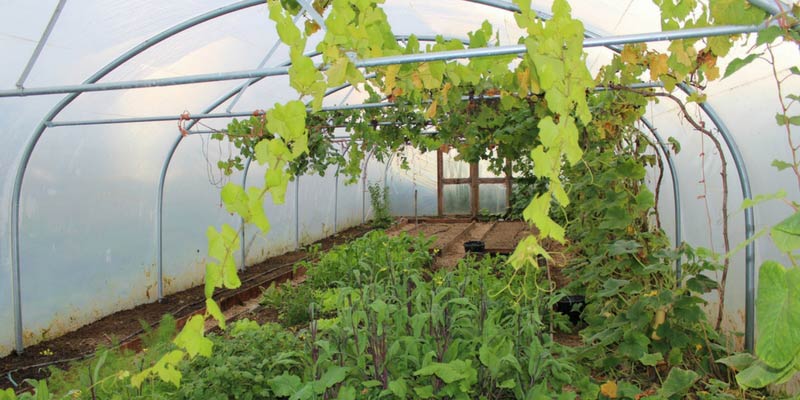 planter une vigne sous serre