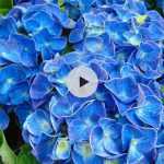 Comment tailler un hortensia macrophylla ?