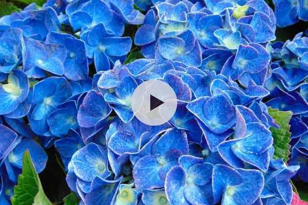 Comment tailler un hortensia macrophylla ?