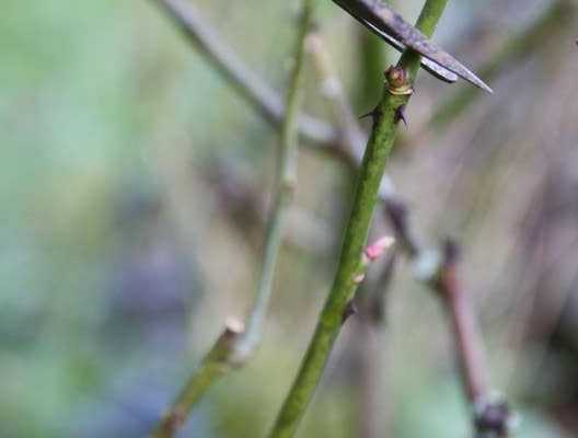 La taille des rosiers en automne et la taille de Noël