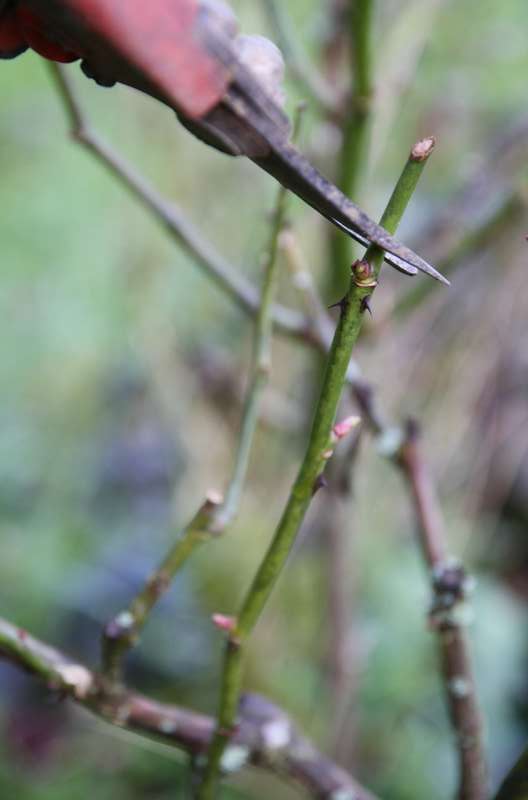 La taille des rosiers en automne et la taille de Noël