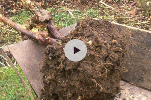 Transplanter un arbuste