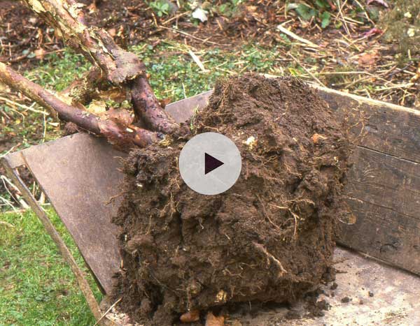 Transplanter un arbuste