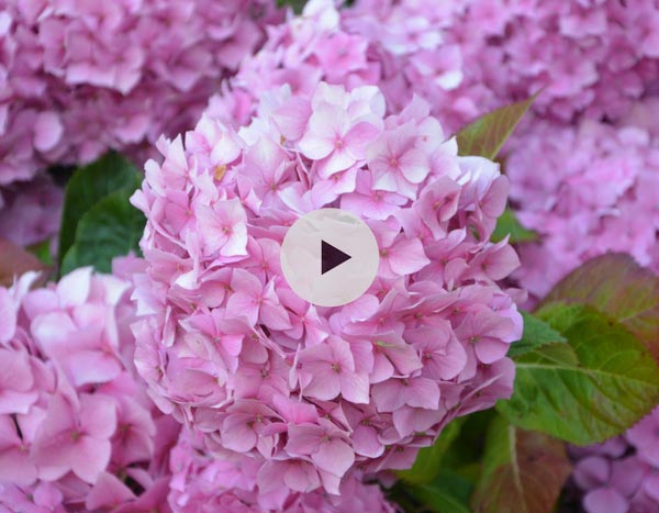 Transplanter un Hortensia