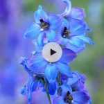 Tuteurer les delphiniums