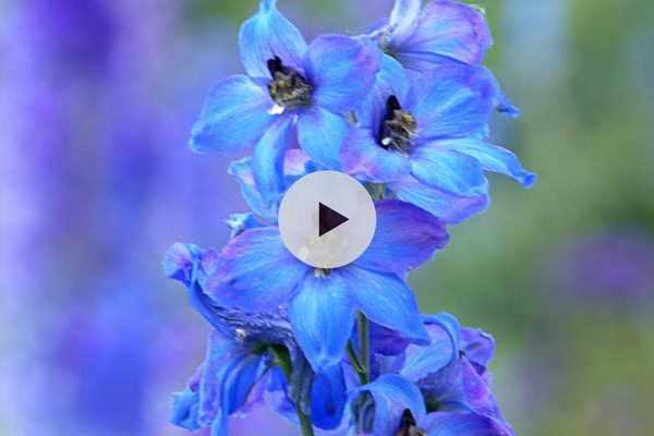 Tuteurer les delphiniums