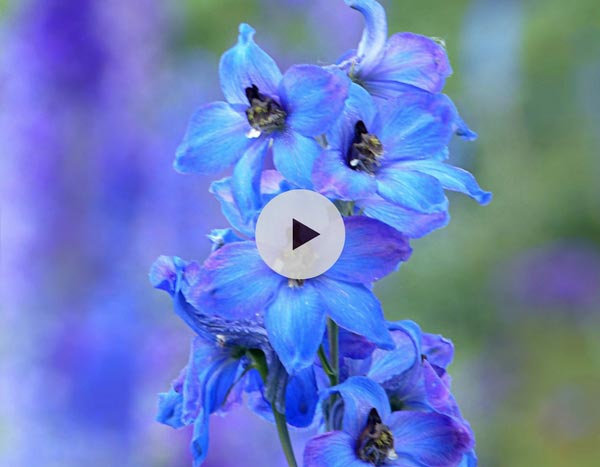 Tuteurer les delphiniums