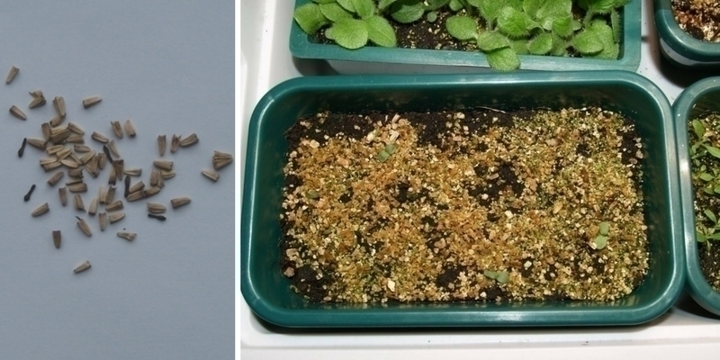 A quoi servent perlite et vermiculite en jardinage ?