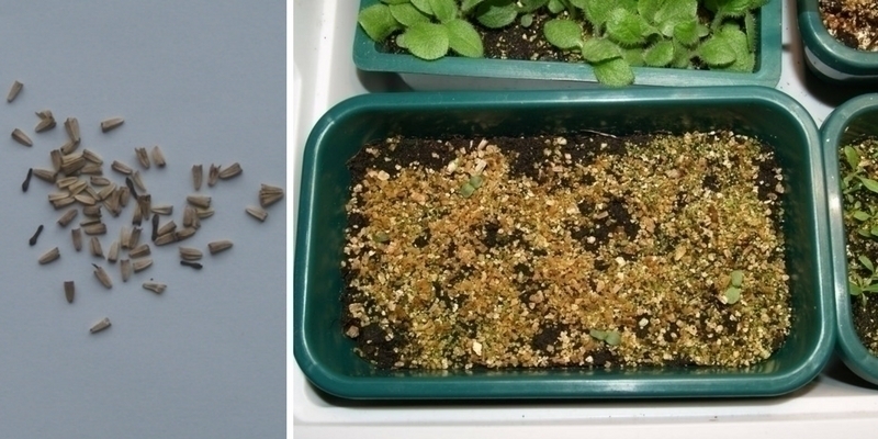 Tourbe, sable, perlite, vermiculite, pouzzolane Pour quoi faire au  jardin ?