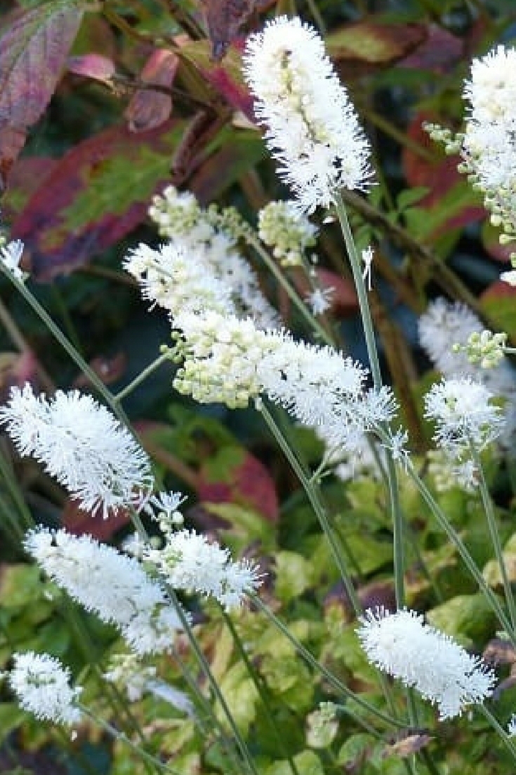 5 vivaces à floraison tardive qu'il faut avoir dans son jardin