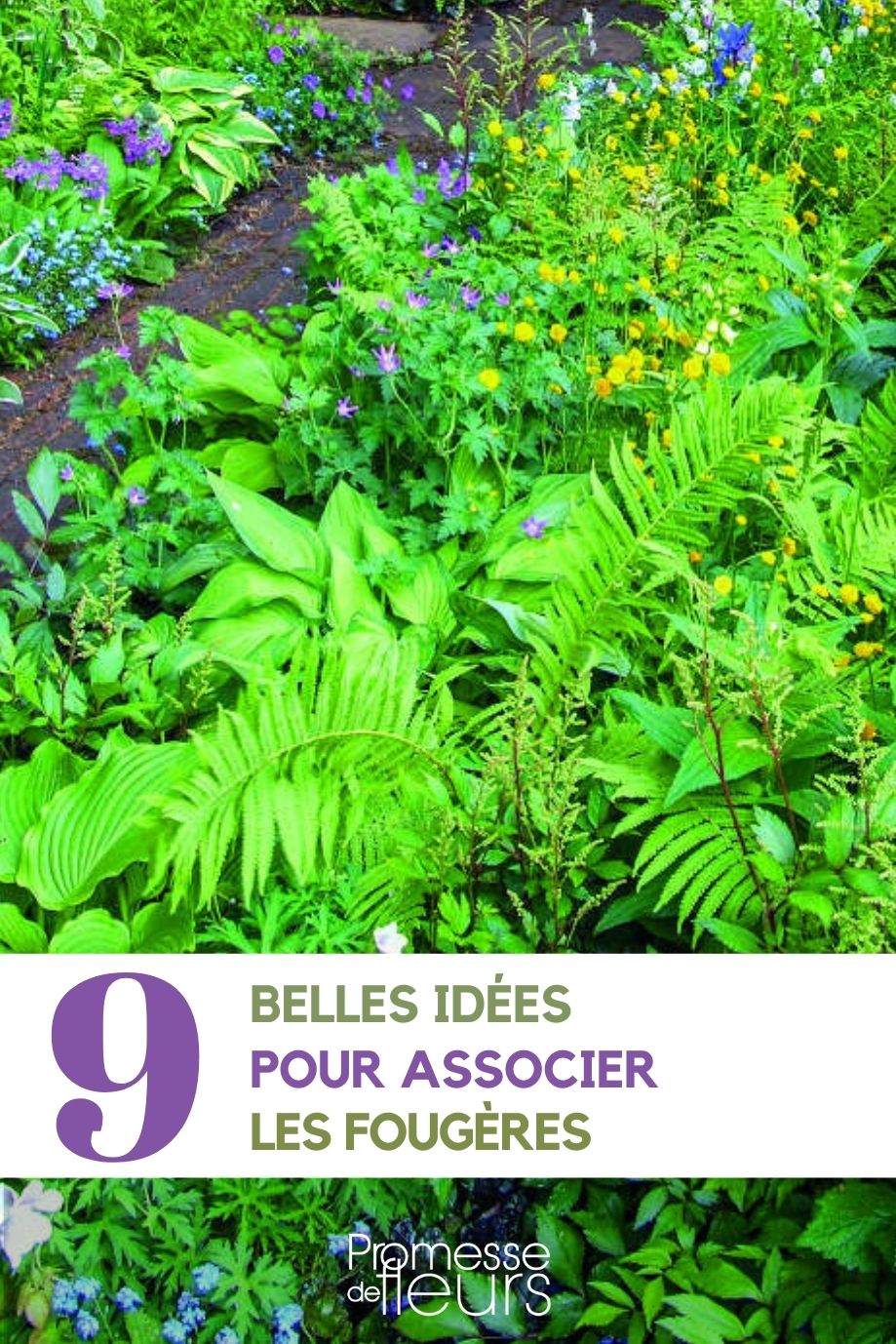 comment bien associer les fougères au jardin