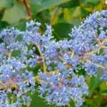 Céanothe, lilas de Californie : plantation, entretien, taille