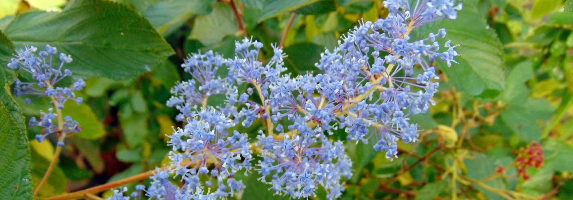 Céanothe, lilas de Californie : plantation, entretien, taille