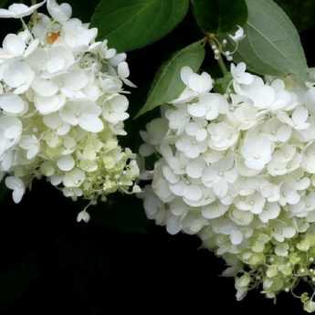 Comment rater ses hortensias en 10 leçons