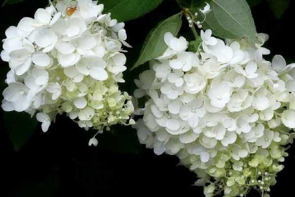 Comment rater ses hortensias en 10 leçons