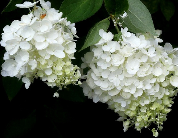 Comment rater ses hortensias en 10 leçons