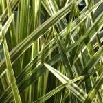 Cordyline : planter, cultiver, entretenir