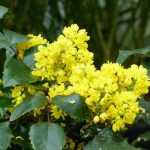 Mahonia : planter, tailler et entretenir