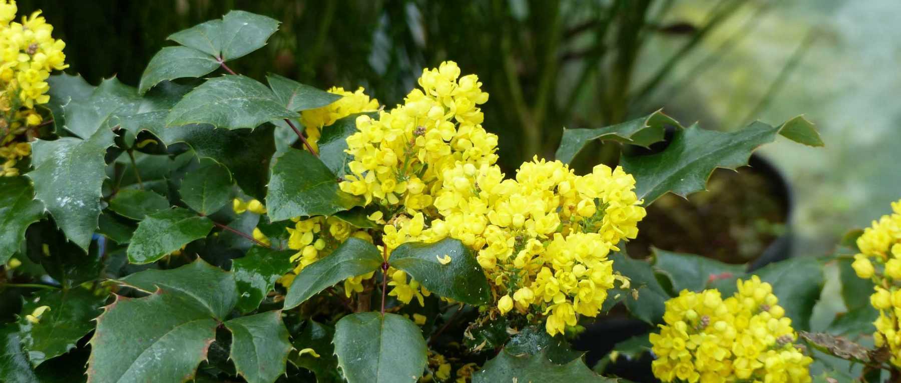 Mahonia : planter, tailler et entretenir