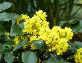 Mahonia : planter, tailler et entretenir