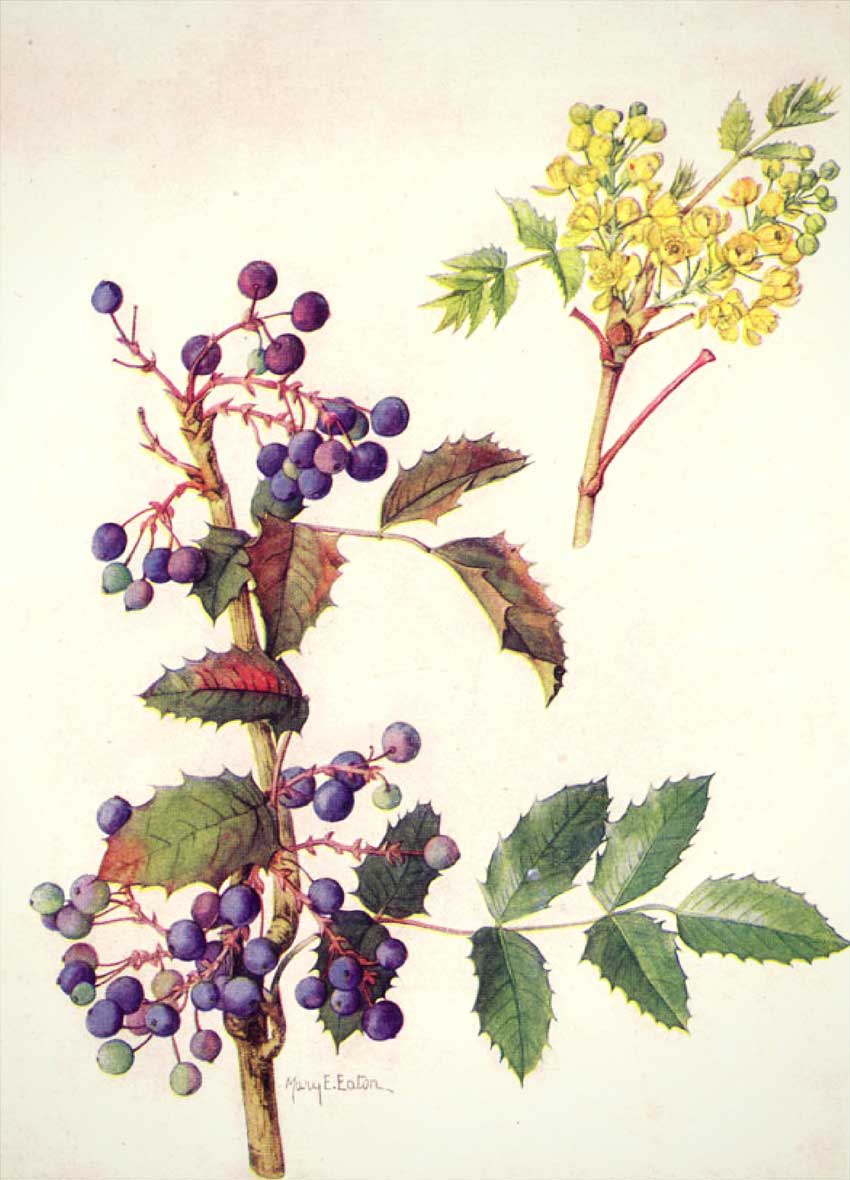 Illustration botanique du Mahonia à feuilles de houx