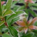 Pieris japonica : Plantation, taille et entretien