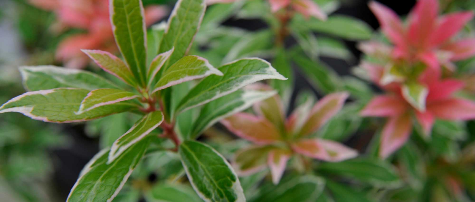 Pieris japonica : Plantation, taille et entretien