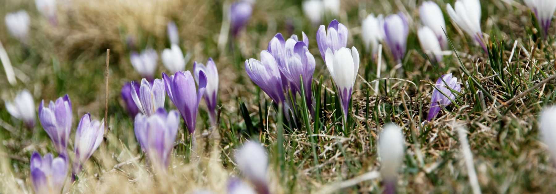 Crocus : comment les planter ?