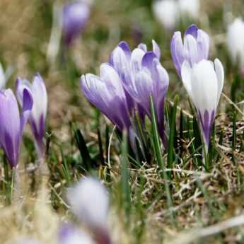 Crocus : comment les planter ?