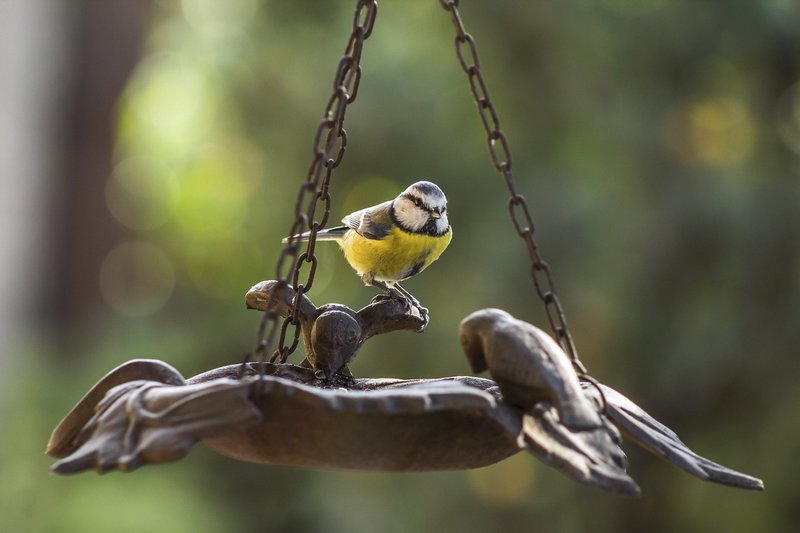 Faut-il installer une mangeoire pour les oiseaux dans votre jardin en  permaculture ?