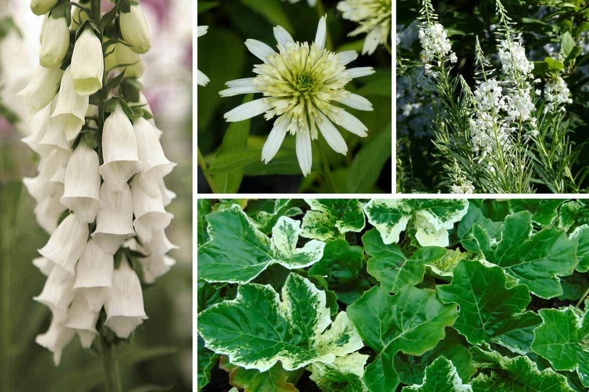 associer l'acanthe - jardin blanc