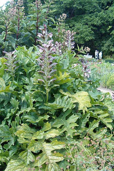 Vignes et Acanthes