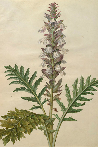 L'acanthus mollis ou Acanthe à feuillles molles