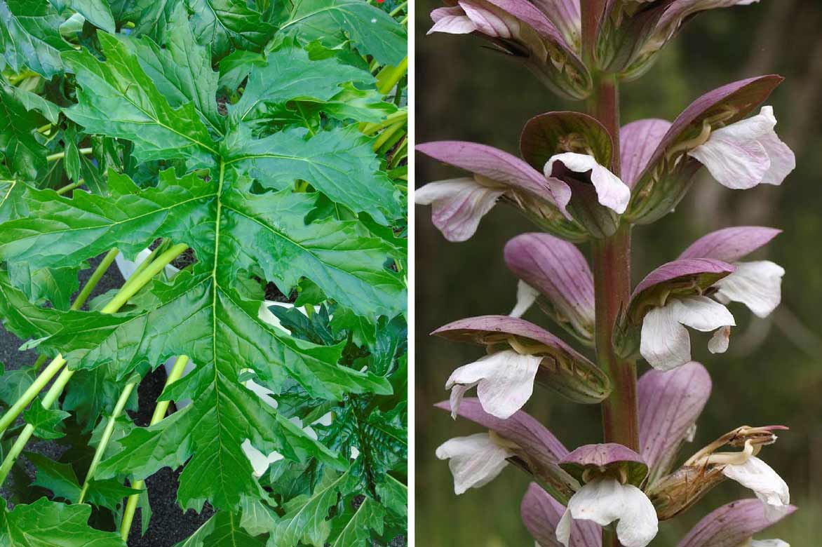 Acanthus mollis, feulles et fleur