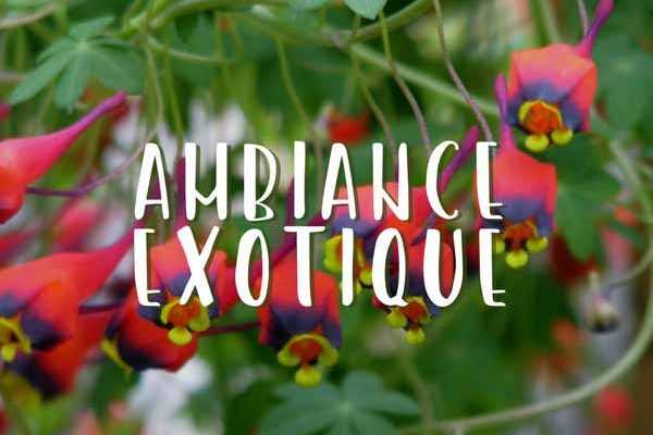 Ambiance Exotique