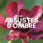 Floraisons pour l'ombre : les arbustes