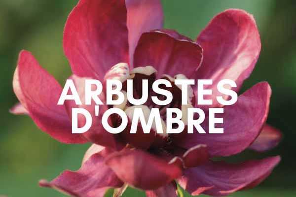 Floraisons pour l'ombre : les arbustes