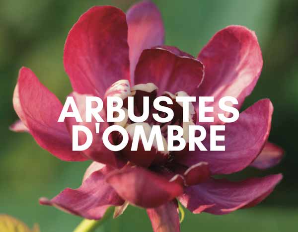 Floraisons pour l'ombre : les arbustes