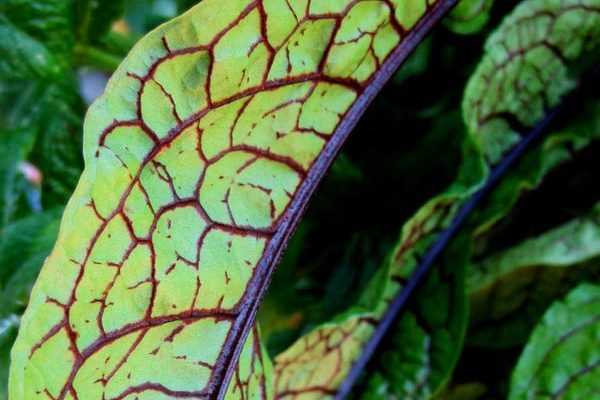 Plantes aromatiques à feuillage remarquable : mes préférées