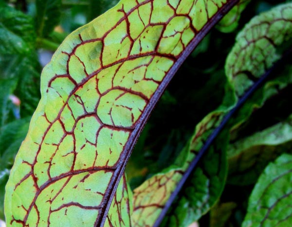 Plantes aromatiques à feuillage remarquable : mes préférées